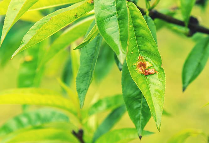 Disease on tree