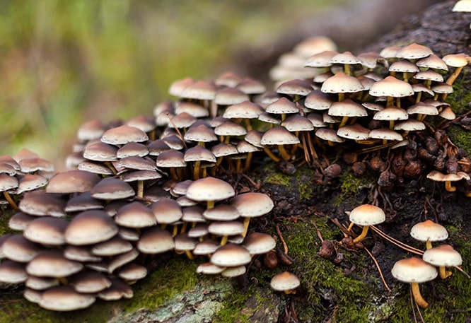 Fungus on tree