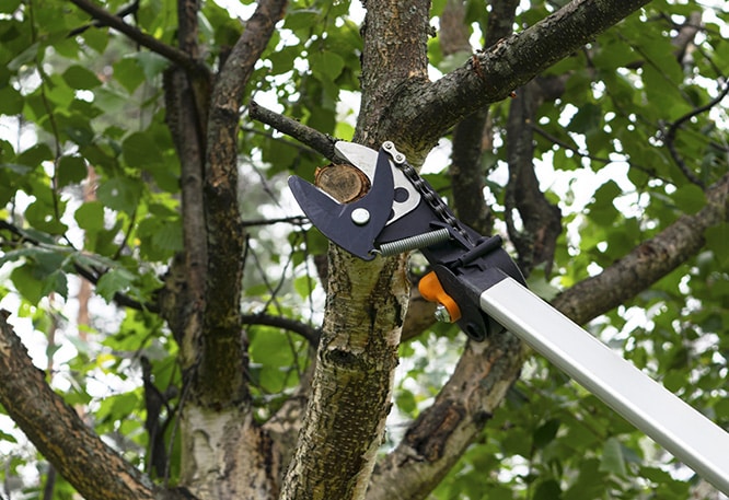 Tree trimming equipment