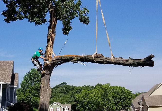 Worker in tree with chainsaw