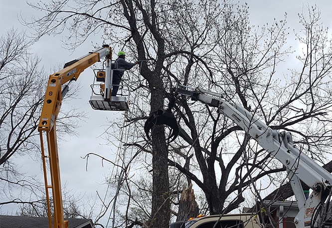 Go Green Tree and Stump Removal crew