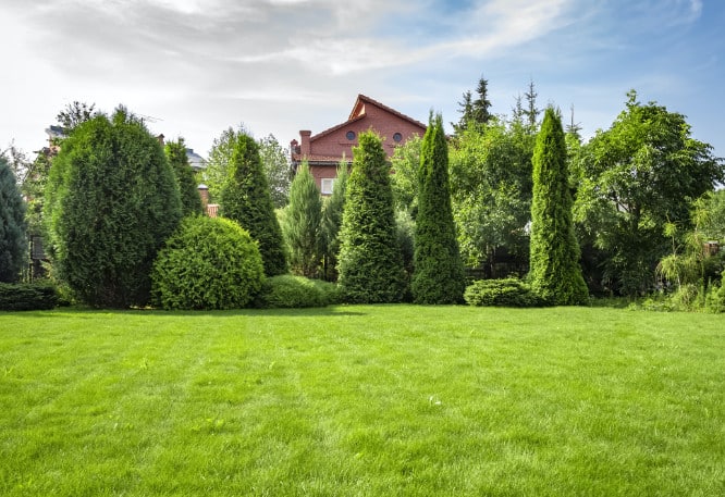 Lawn with well trimmed trees