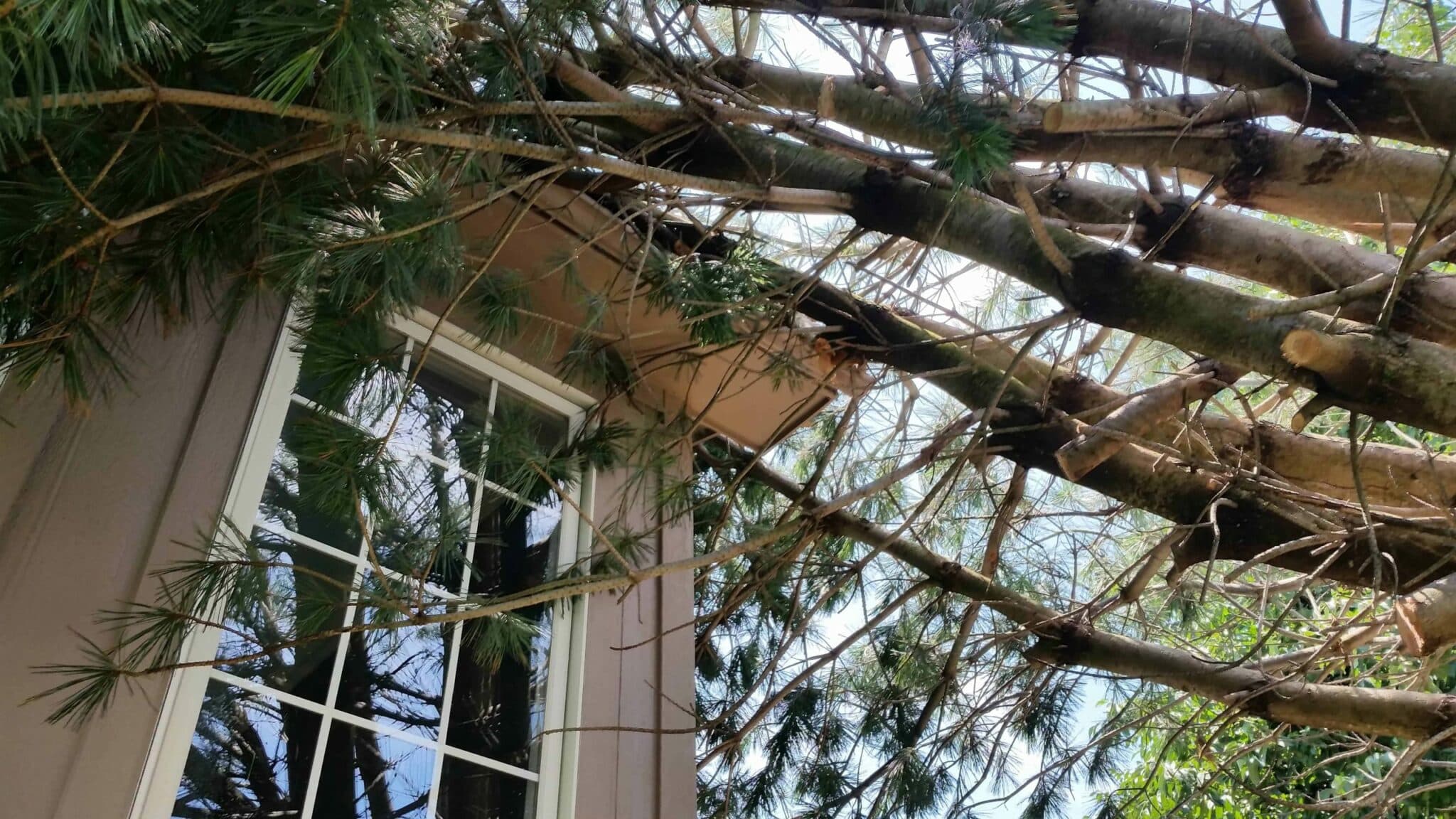 Tree fallen on house