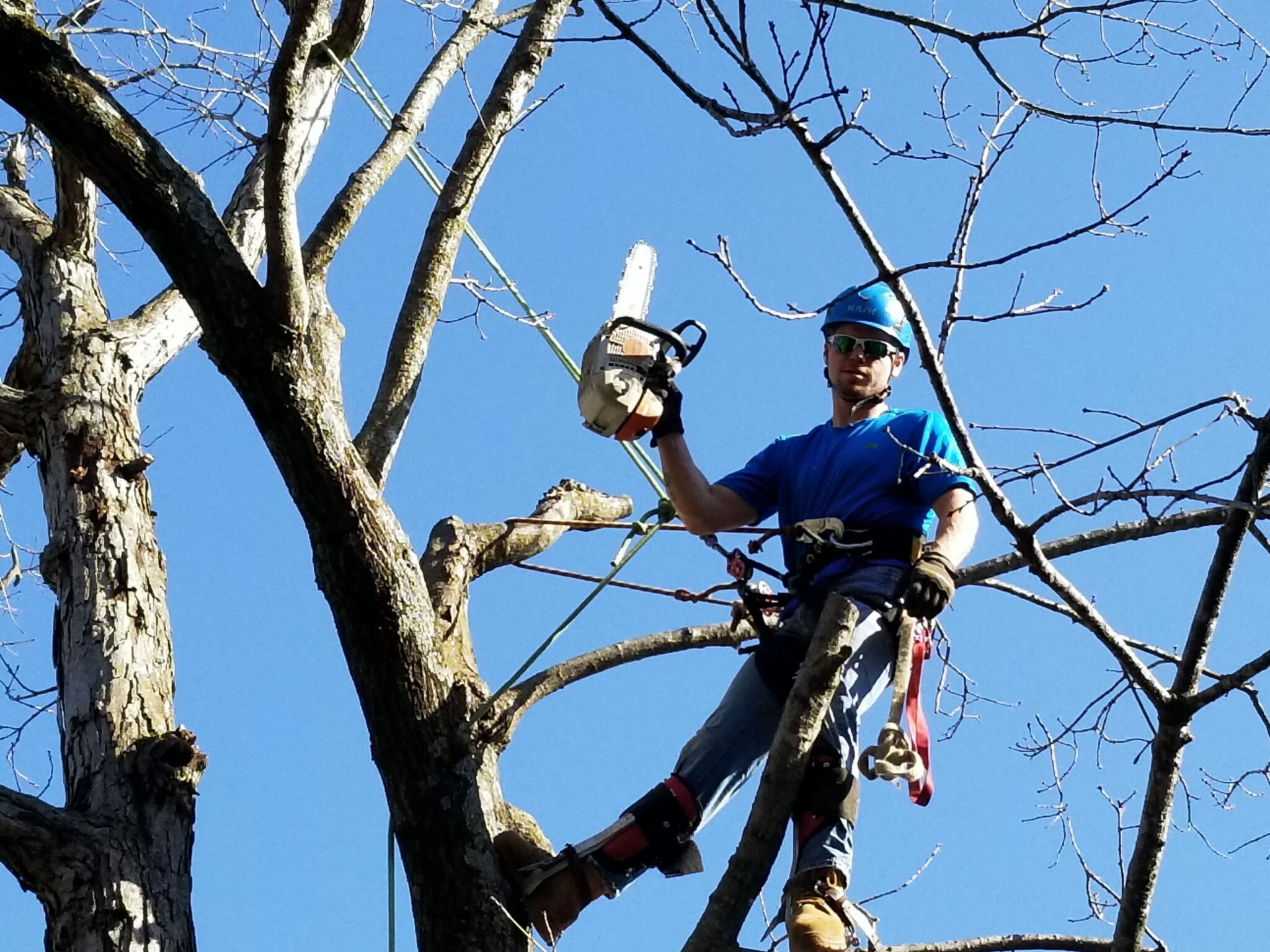 Worker in tree with chainsaw