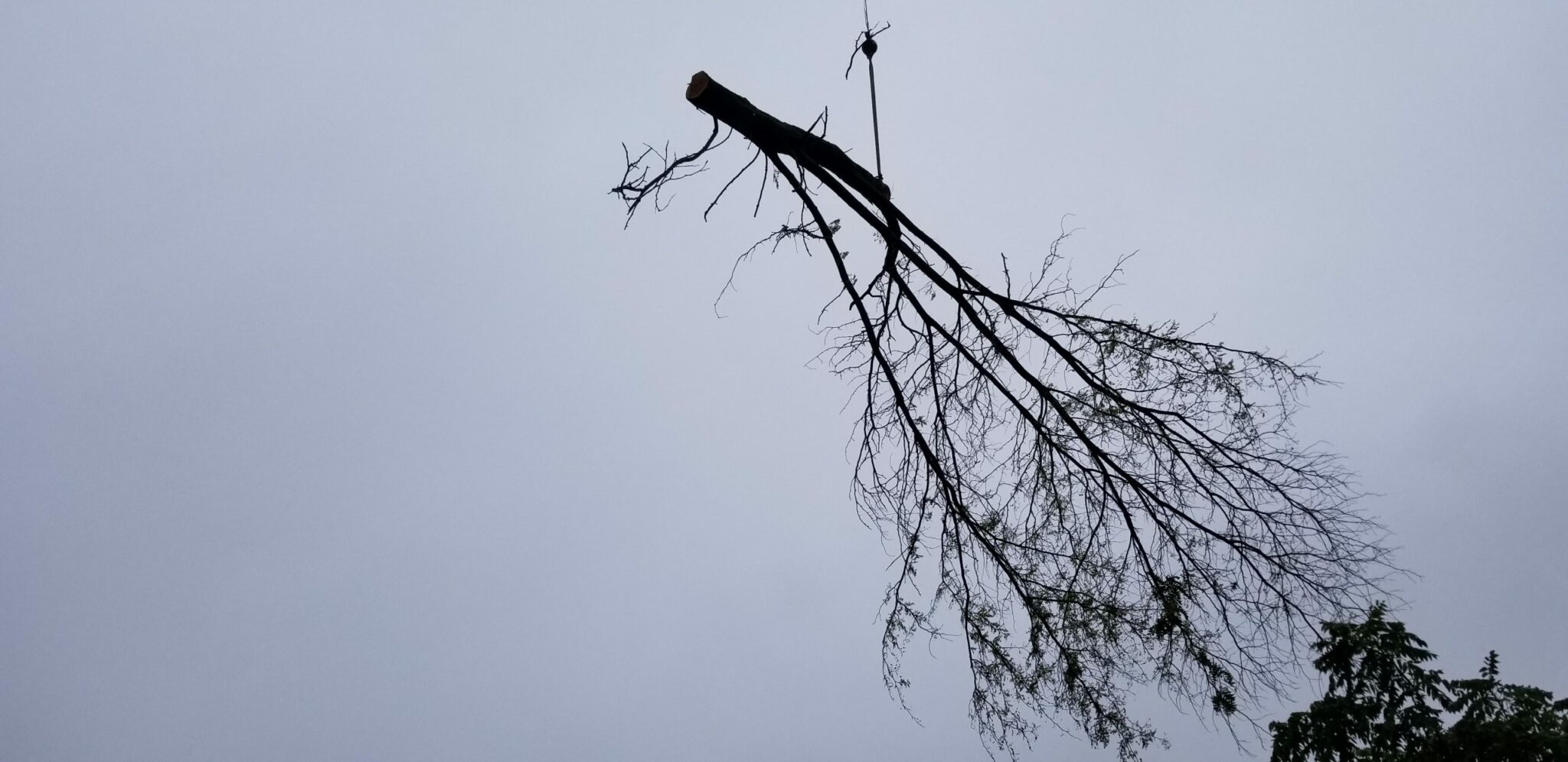 Removing branch from tree