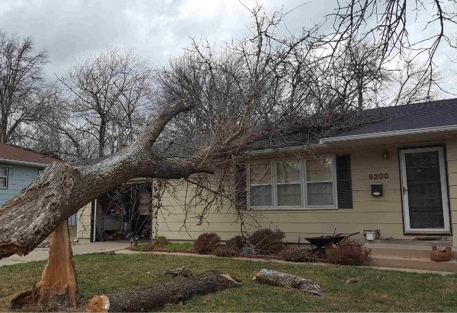 Storm damage tree fallen on roof