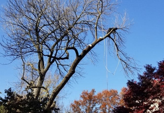 Professional tree removal