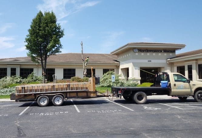 Go Green Tree and Stump removal commercial work crew