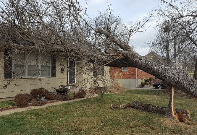 Tree that fell on house