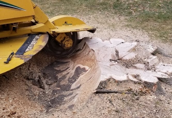 Stump removal in progress