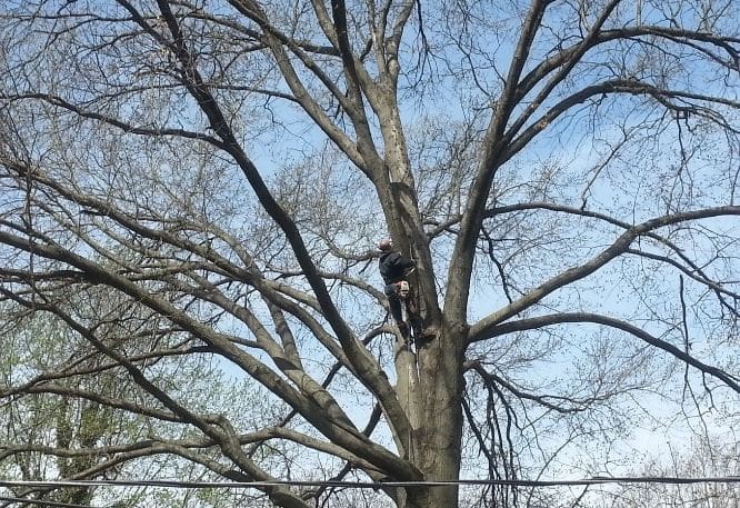 Professional tree removal