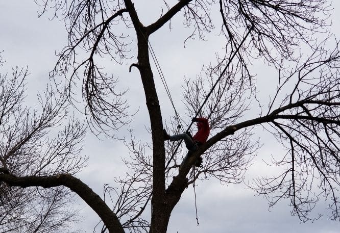 Professional tree pruning